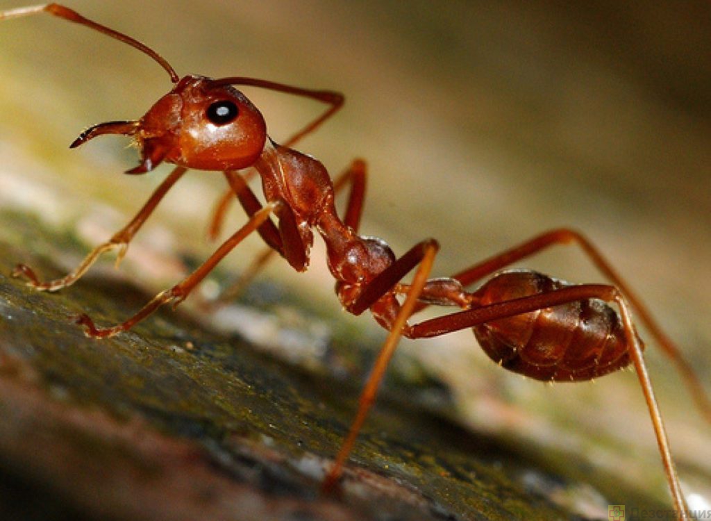 Проблема с маленькими муравьями в квартире