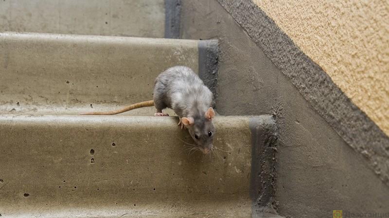 Избавляемся от крыс на первом этаже