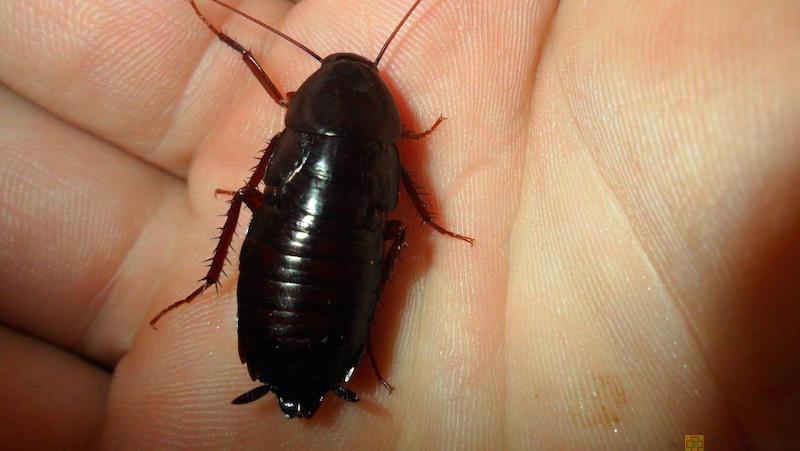 Избавляемся от больших и мелких черных тараканов в квартире и доме