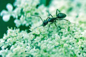 уничтожение муравьев в москве