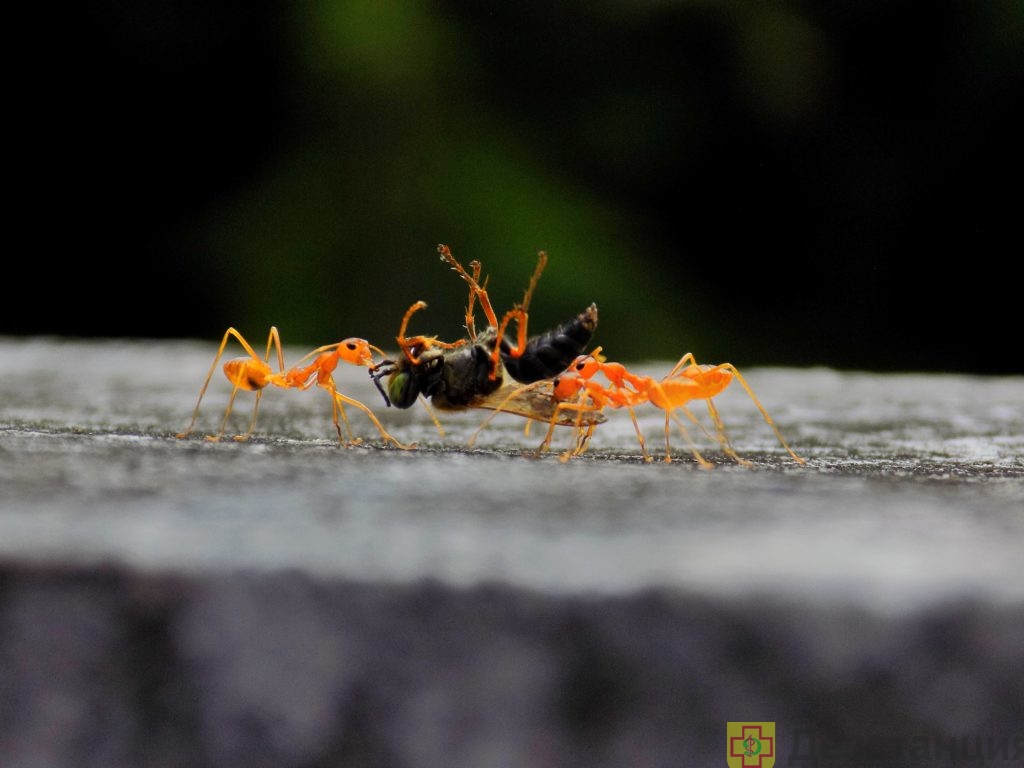 Эффективные народные средства против муравьев