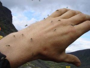 как избавиться от комаров на дачном участке