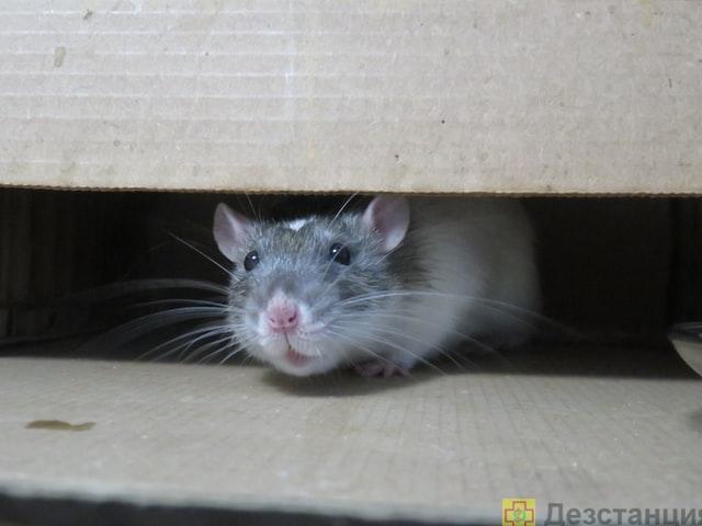 как избавиться от мышей на складе