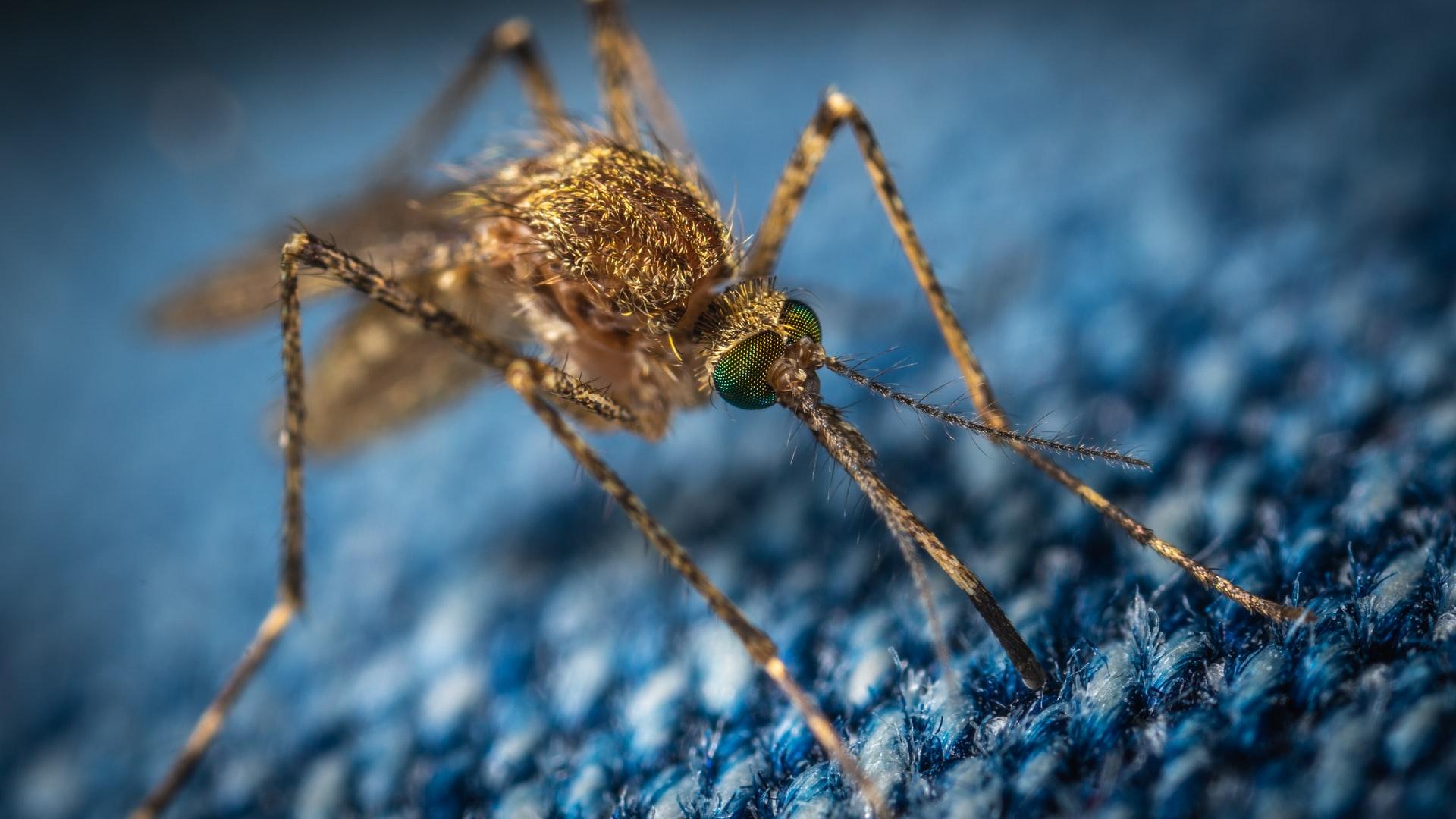 какие болезни переносят комары