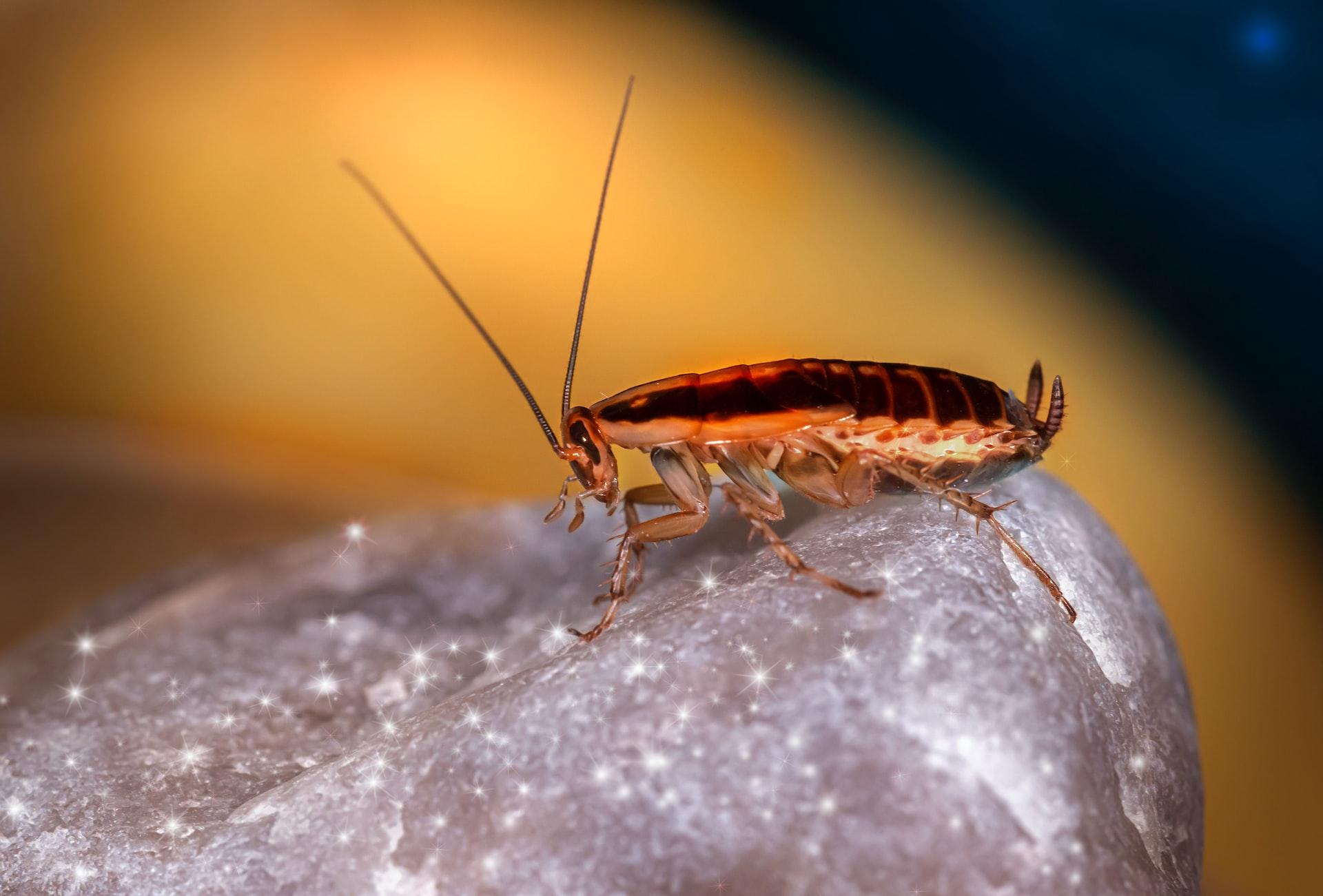 какие болезни переносят тараканы