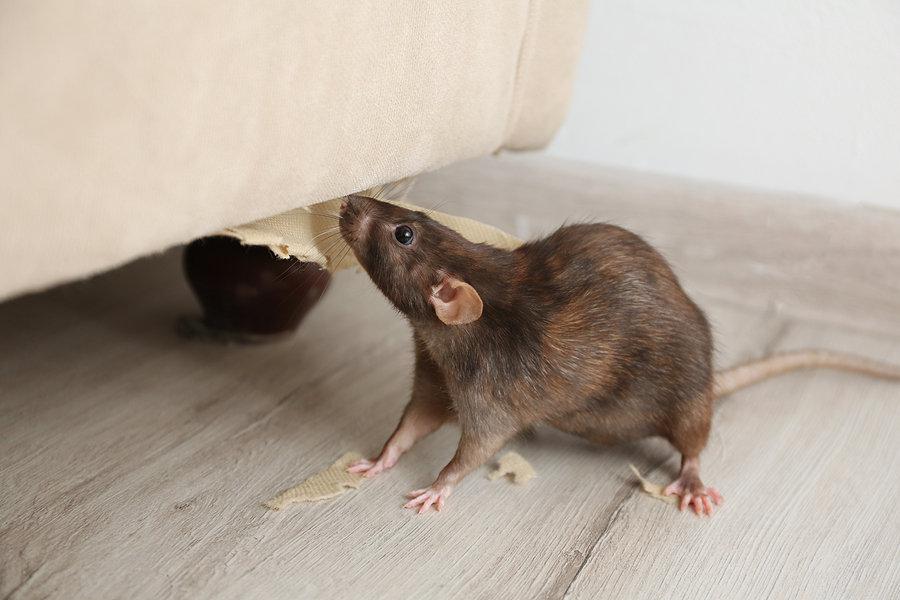 какие заболевания переносят крысы опасные для человека