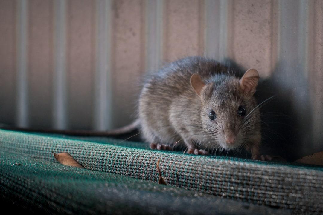 Какие заболевания разносят крысы